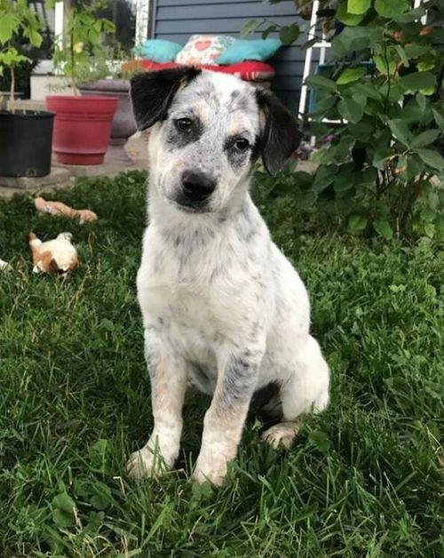 . Heeler .