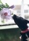 . Petunia .