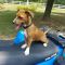 http://photos.petfinder.com/photos/pets/42459704/1/?bust=1534111061&width=60&-pnt.jpg
