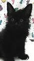 . Tiny Tim .