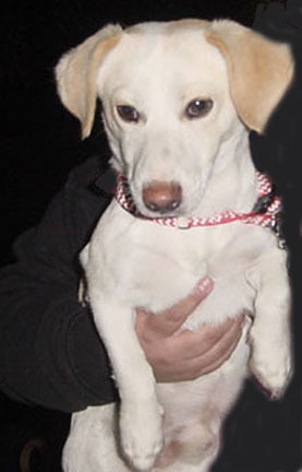 . Lucky (male) .