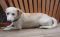 . Lucky (male) .