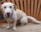 . Lucky (male) .