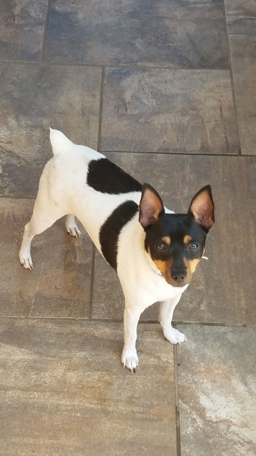 Available Dogs « Toy Fox Terrier Rescue, Inc.
