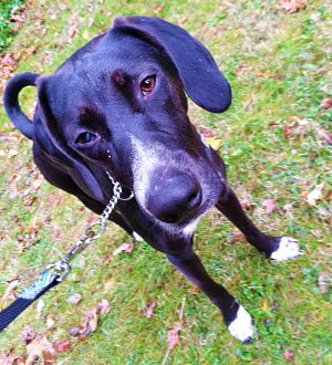 . Dobey .
