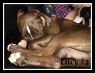 . Lucy II (foster home also needed) .