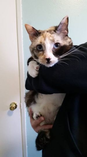 . MoMo .