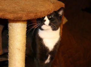 Photo of Buttons