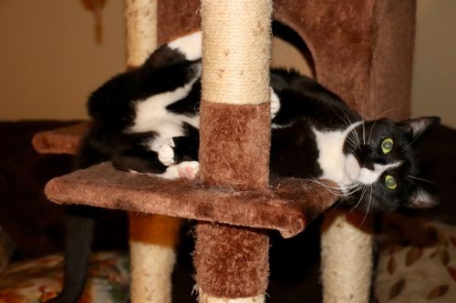 Photo of Buttons