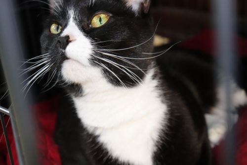 Photo of Buttons