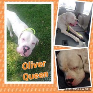 . Oliver Queen .