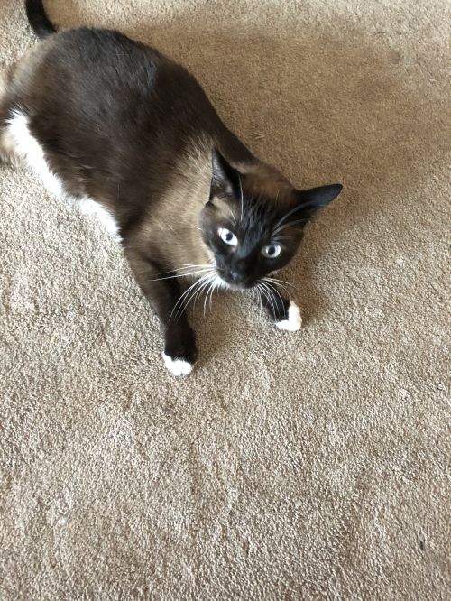 Photo of Max
