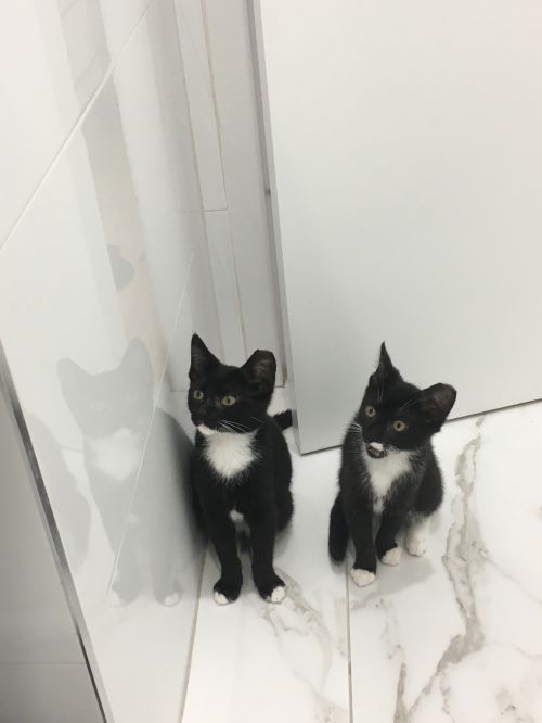 . Mr Mittens .