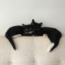 . Mr Mittens .