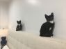 . Mr Mittens .
