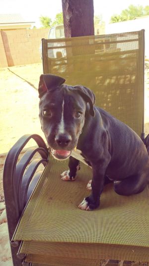 . BRUISER .