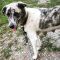 http://photos.petfinder.com/photos/pets/42489097/1/?bust=1534388096&width=60&-pnt.jpg