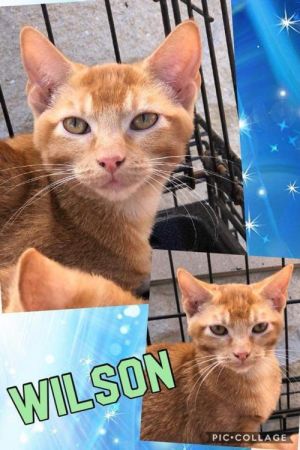 . Wilson .
