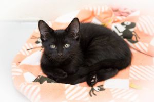 . Salem .
