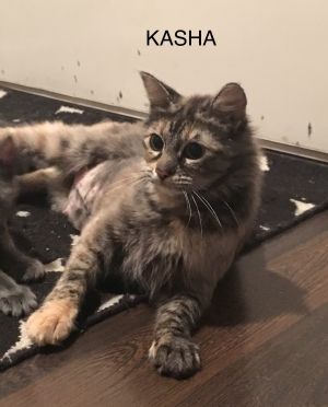 . Kasha .