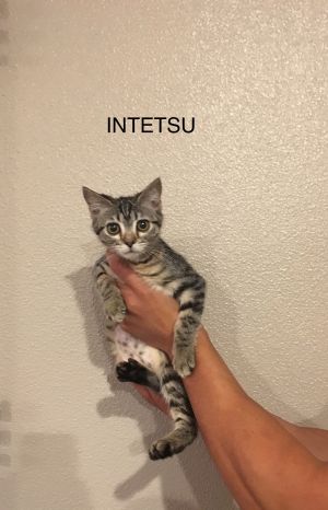 . Intetsu .