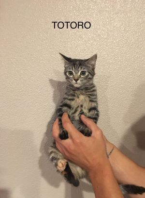 . Totoro .