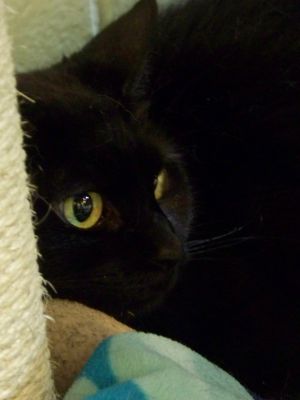 . Olive .