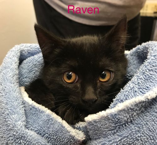. RAVEN .