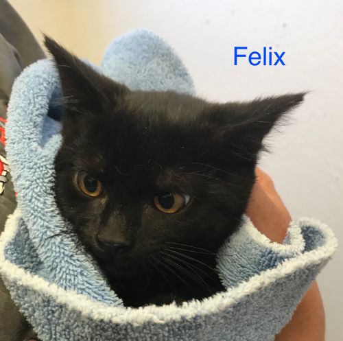. FELIX .