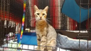 Photo of Honey