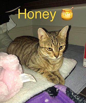 Photo of Honey