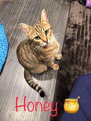 Photo of Honey