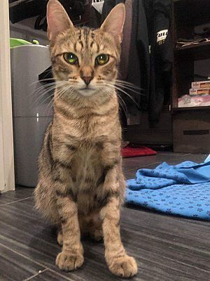 Photo of Honey