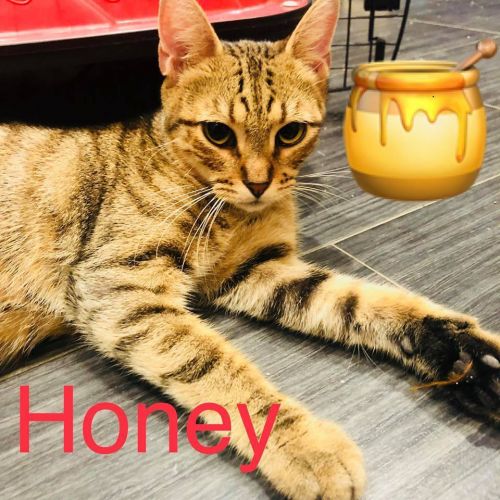 Photo of Honey