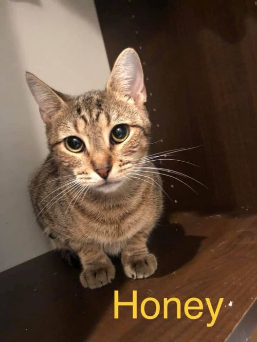 Photo of Honey