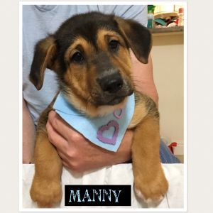 . Manny-ADOPTED! .