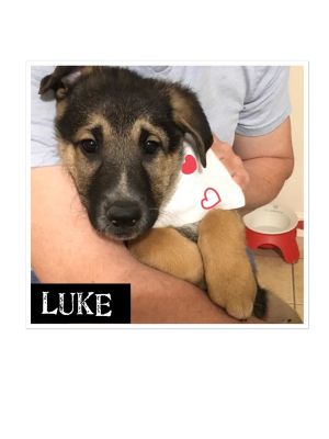 . Luke-ADOPTED! .