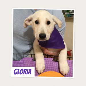 . Gloria-PENDING ADOPTION! .