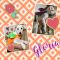 . Gloria-PENDING ADOPTION! .
