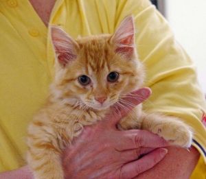 . Garfield .