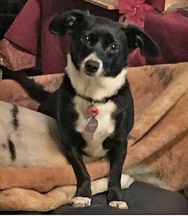 . Penelope .