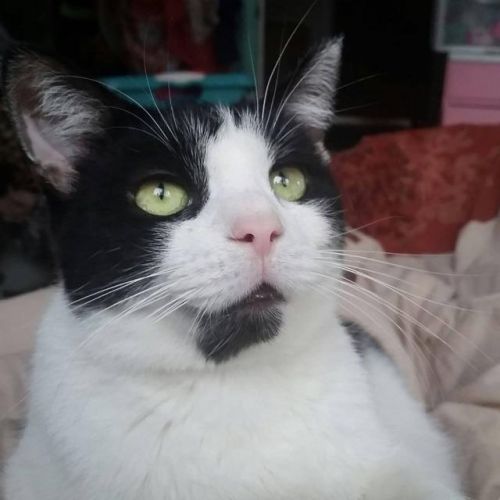 . Denali (FIV+) .