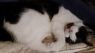 . Denali (FIV+) .