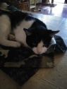 . Denali (FIV+) .