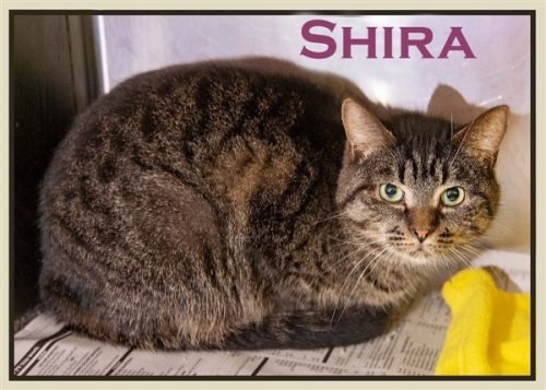 . Shira .