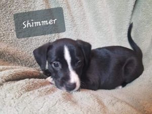 . Shimmer .