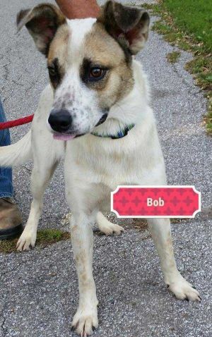 . Bob .