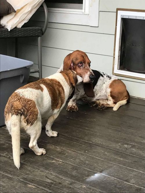 . Roscoe (basset) & Diana (beagle) .