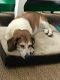 . Roscoe (basset) & Diana (beagle) .