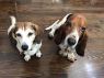 . Roscoe (basset) & Diana (beagle) .
